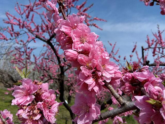 飯坂温泉花ももの里の開園期間を延長します