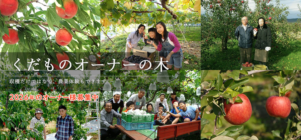 くだものオーナーの木　収穫だけではなく、農業体験もできます