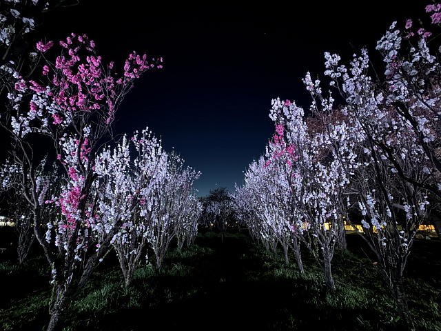 ふくしまDC特別企画「花桃の公園ライトアップ」 第２期開催中！